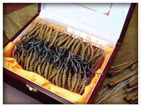 镜铁区冬虫夏草回收